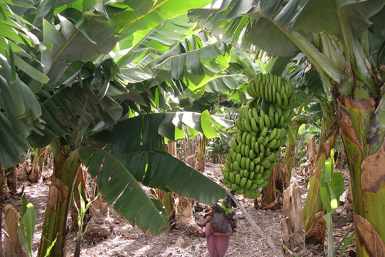 Illustrative view of a banana plantation